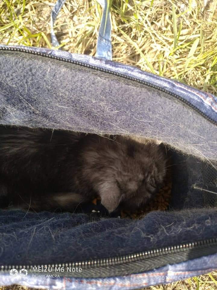 В Днепре люди засунули домашнюю кошку в сумку и выбросили в лес 1