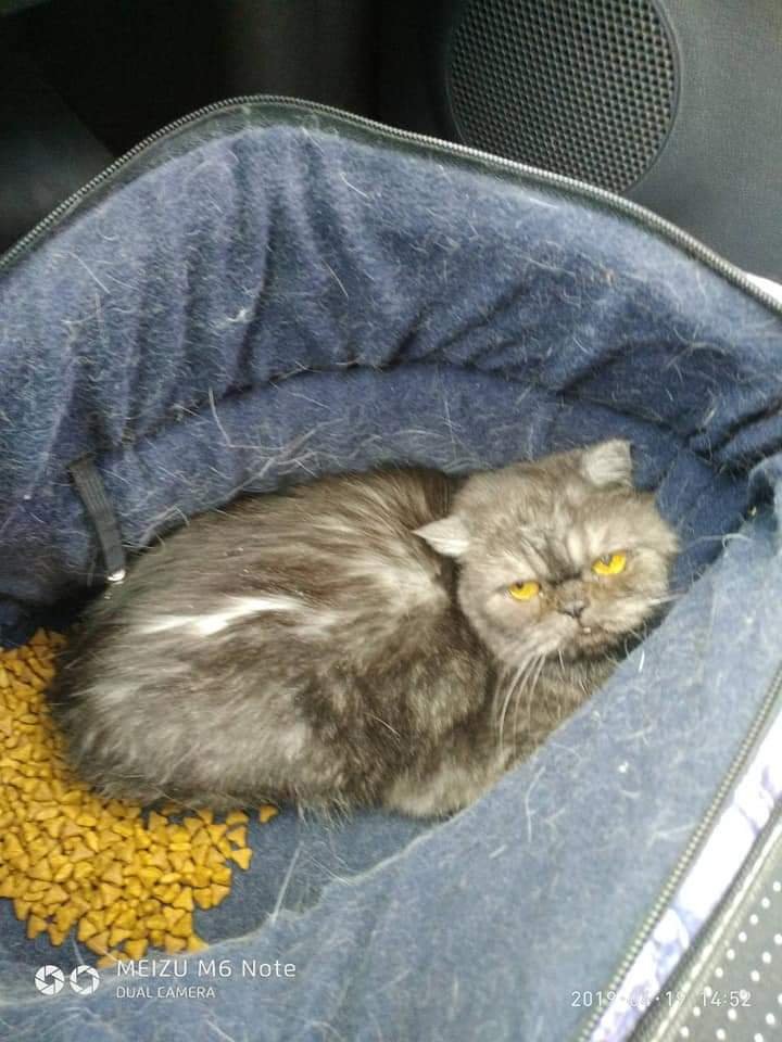 В Днепре люди засунули домашнюю кошку в сумку и выбросили в лес 3