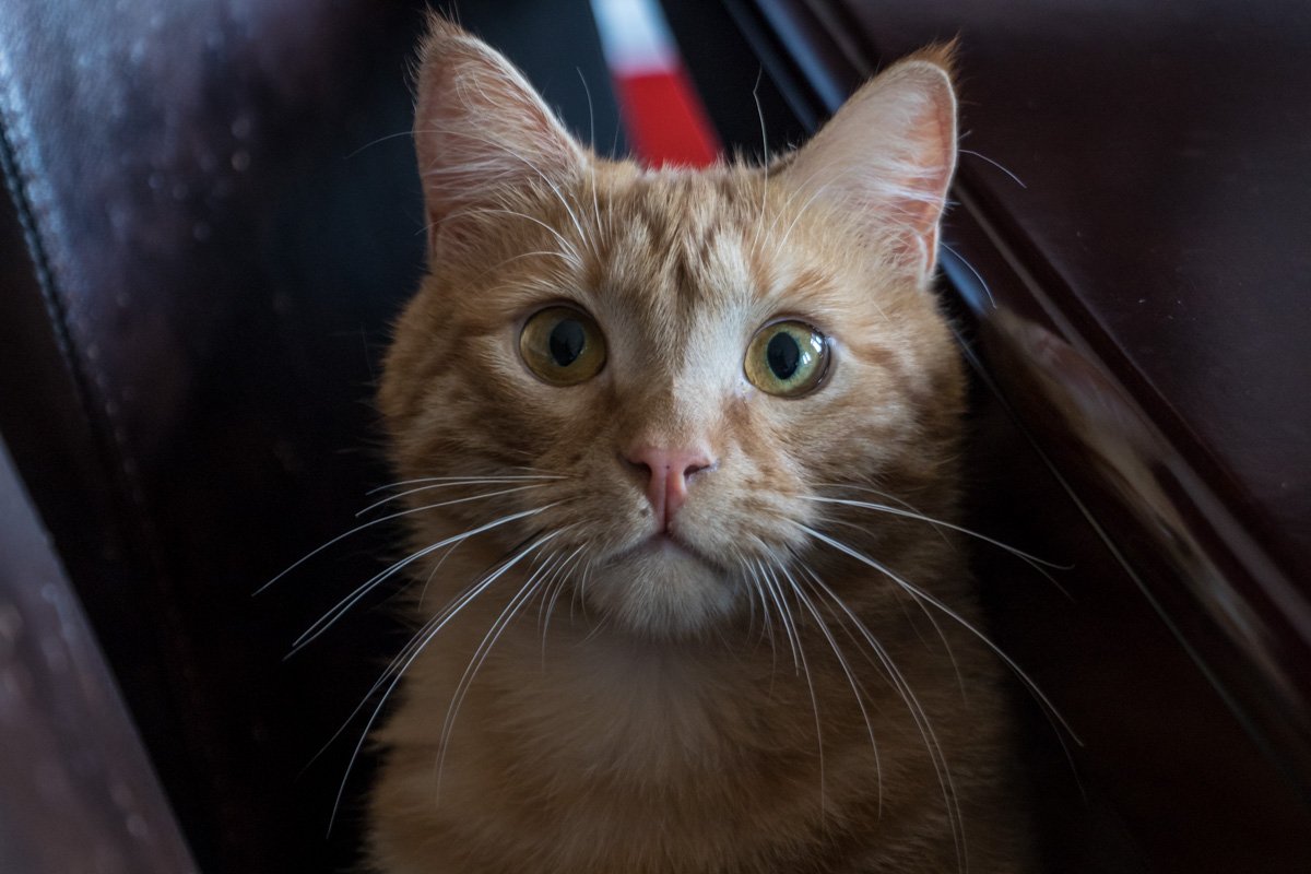 Маленький рыжий узурпатор 