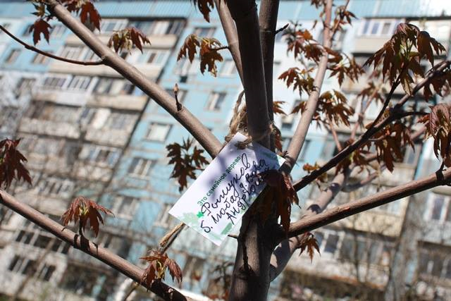 В Днепре высадили первый Кленовый сад 2