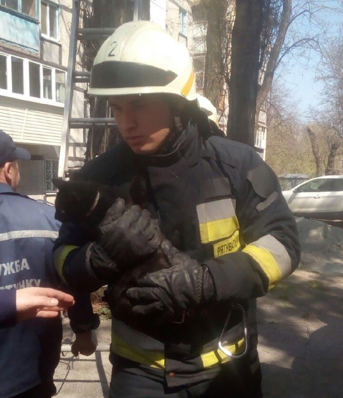 Теперь котенок в безопасности Теперь котенок в безопасности