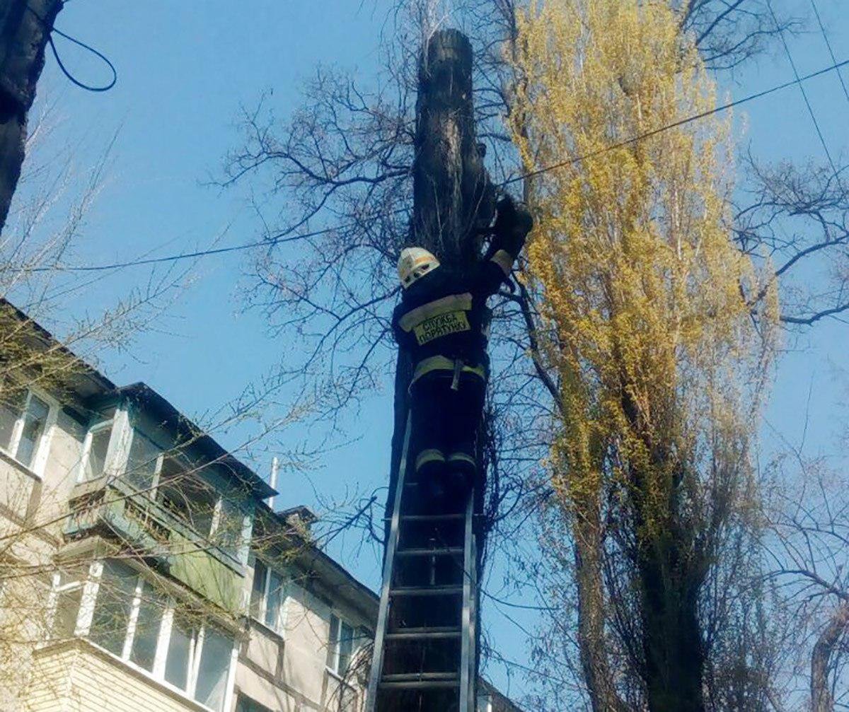 Спасатели помогали пушистикам, угодившим в беду Спасатели помогали пушистикам, угодившим в беду