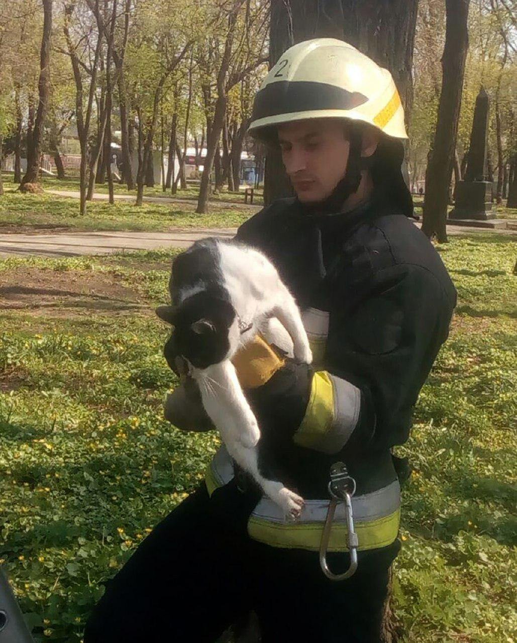 Котята не могли слезть с деревьев и жалобно мяукали Котята не могли слезть с деревьев и жалобно мяукали