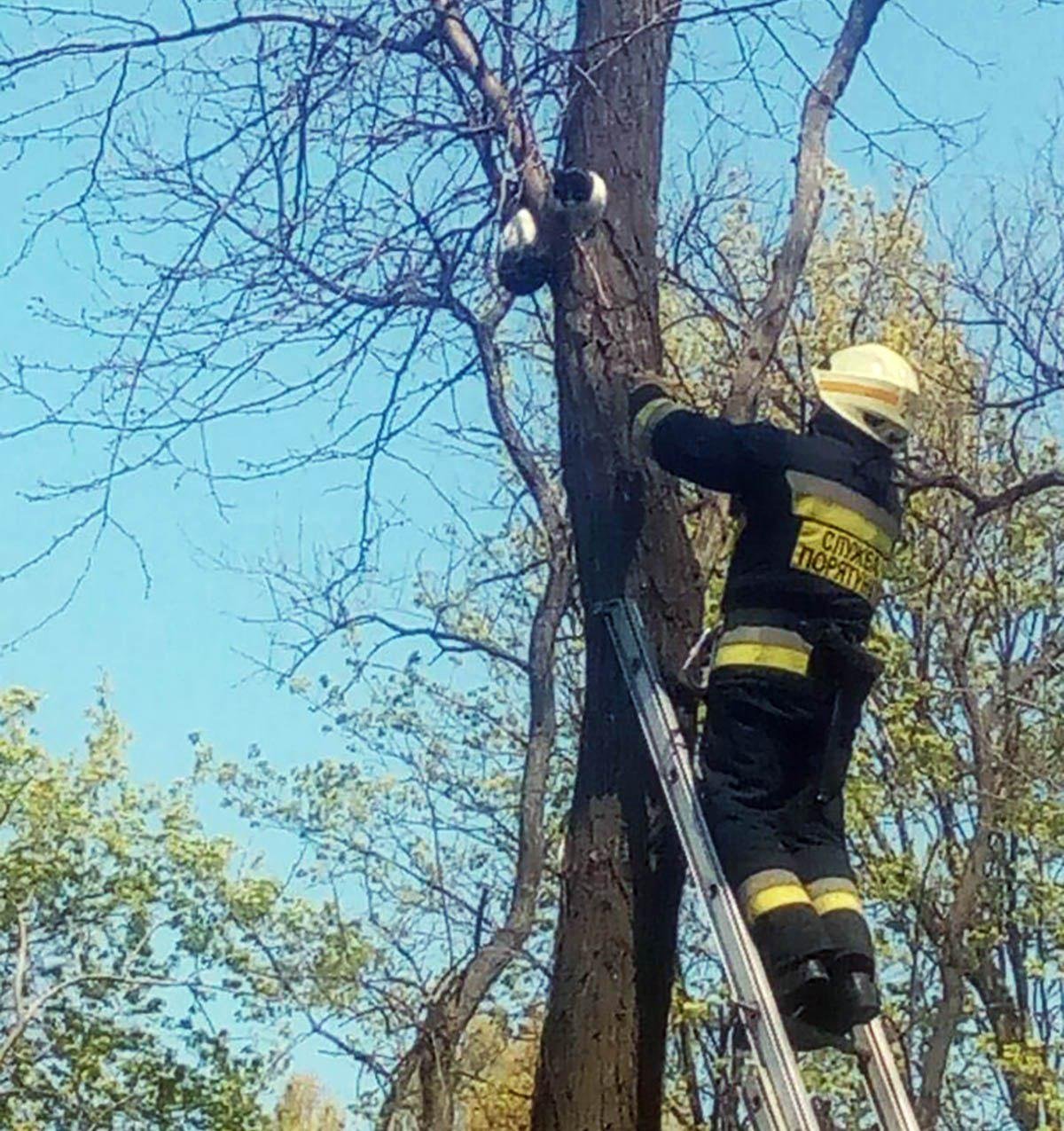 Все пушистики спасены Все пушистики спасены