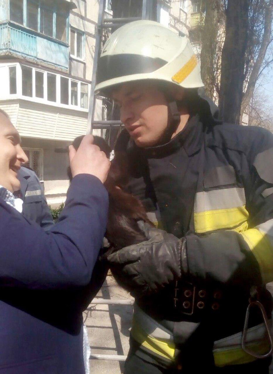 Не оставайтесь в стороне, если видите животное в беде Не оставайтесь в стороне, если видите животное в беде