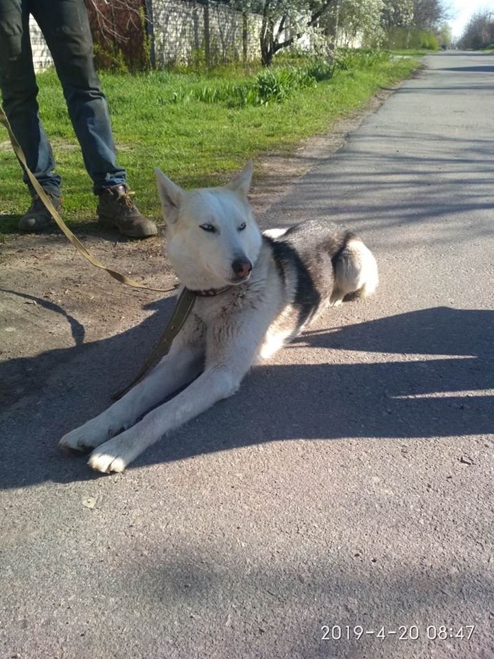 Хозяева, найдитесь Хозяева, найдитесь