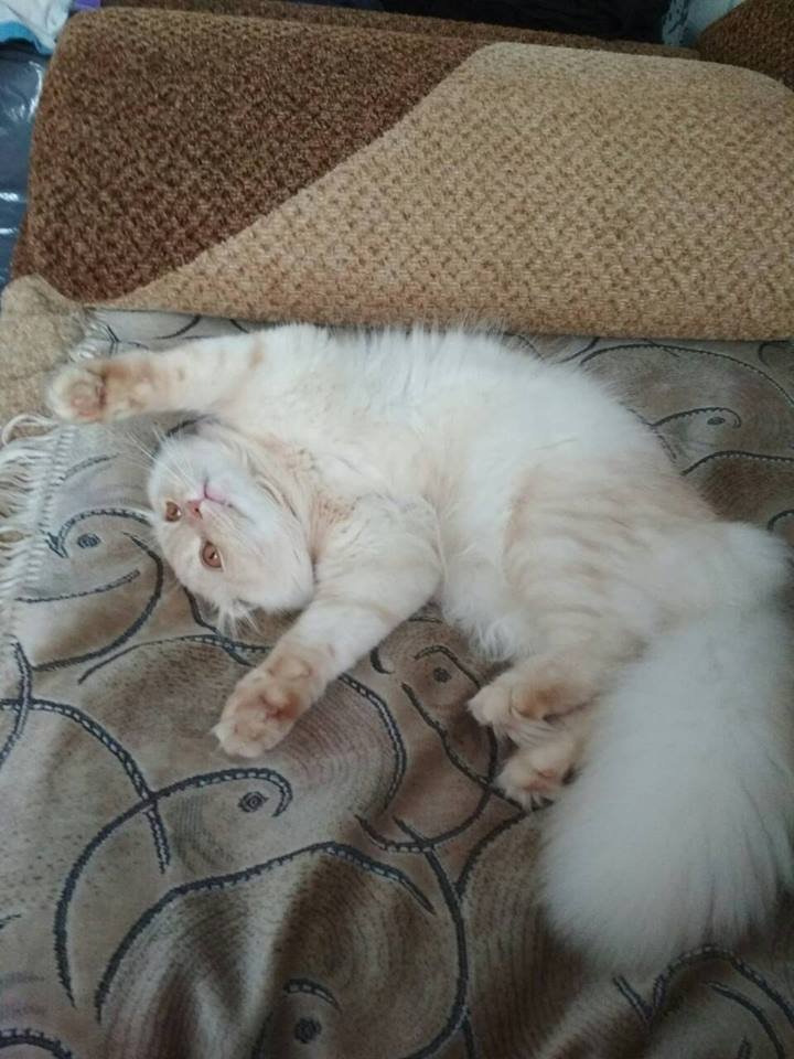 Хочет домой Хочет домой