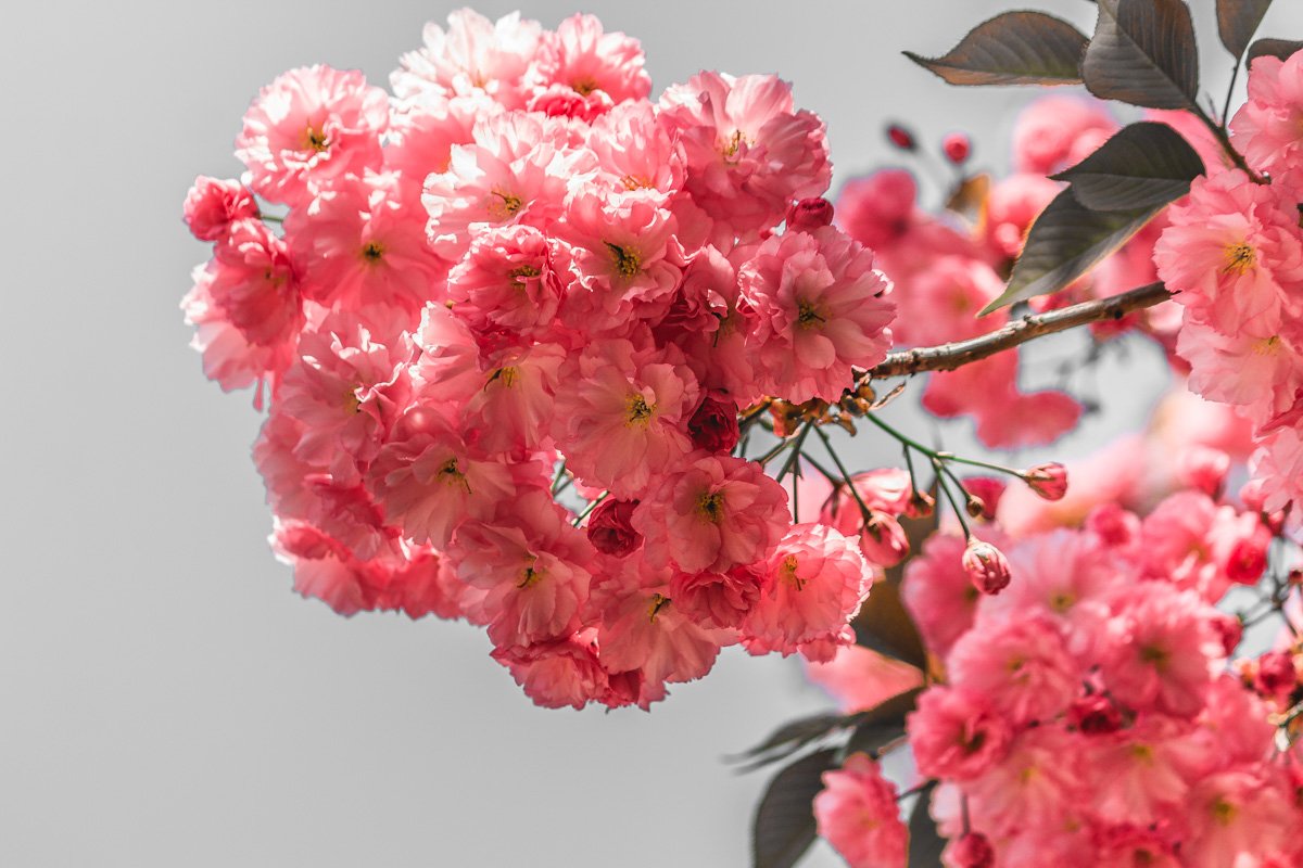 Розовые бутоны радуют горожан Розовые бутоны радуют горожан