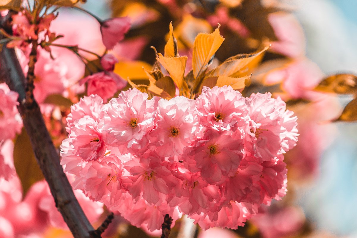 Для любителей самого "девчачьего" цвета Для любителей самого "девчачьего" цвета