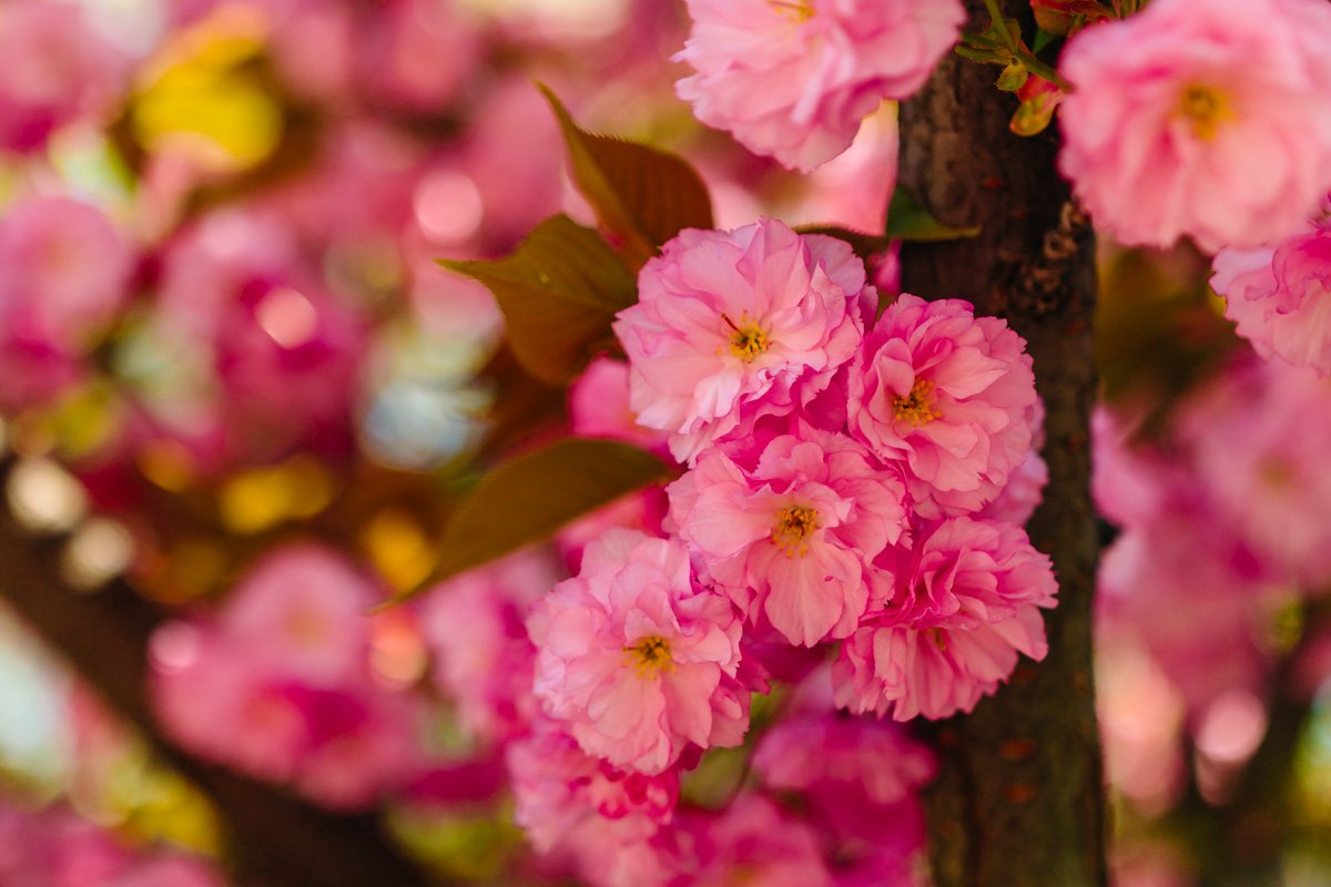 Мимолетная красота Мимолетная красота