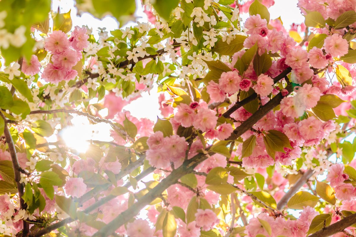 Солнце пробивается сквозь ветви Солнце пробивается сквозь ветви