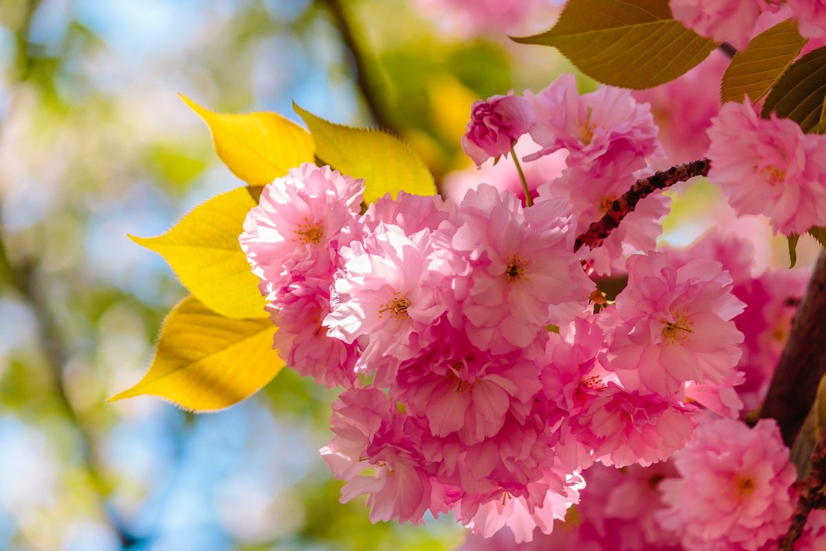 Недаром весна вдохновляет художников Недаром весна вдохновляет художников