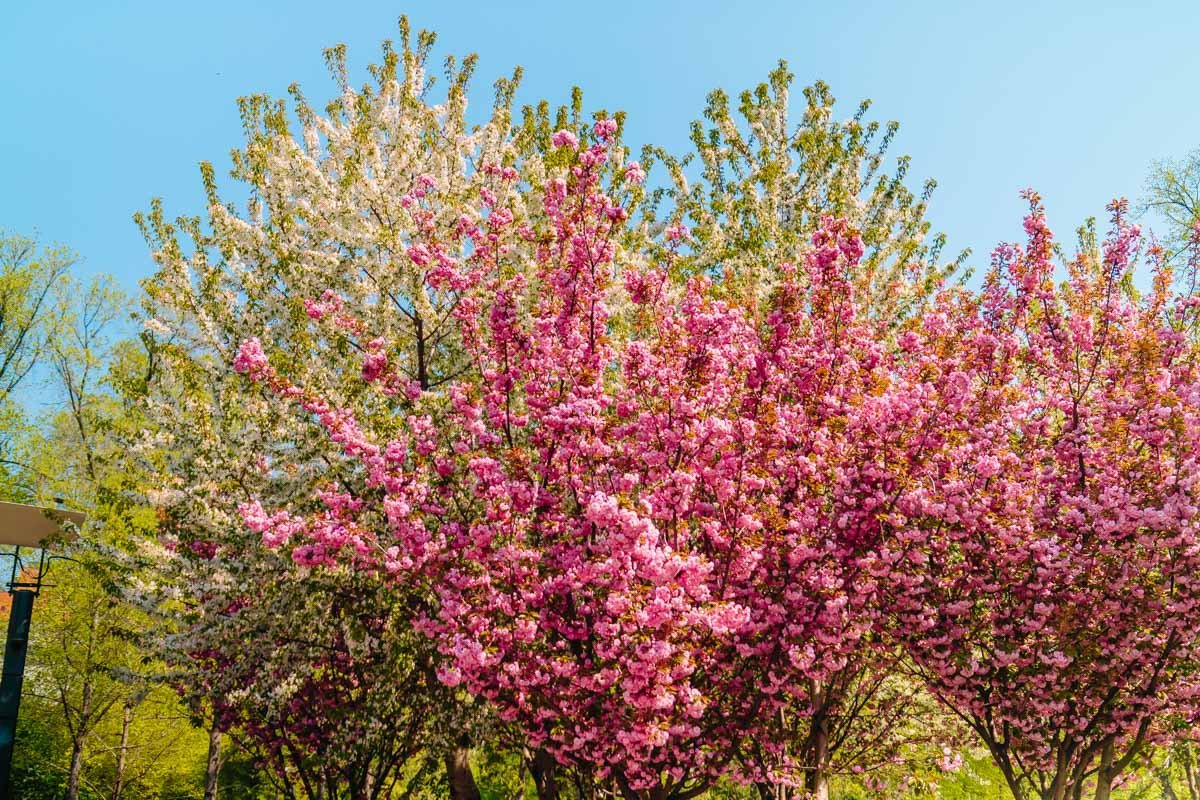Буйство красок Буйство красок