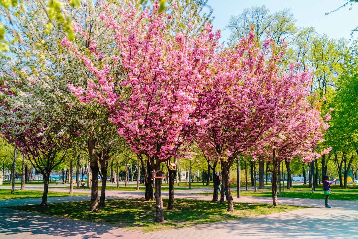 Сквер Героев преобразился Сквер Героев преобразился