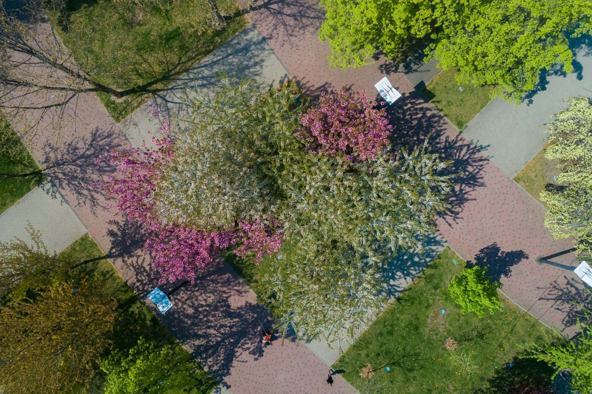 Сакуры уже несколько лет являются излюбленной локацией для фото Сакуры уже несколько лет являются излюбленной локацией для фото