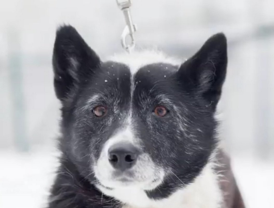 Собачка Полина Собачка Полина