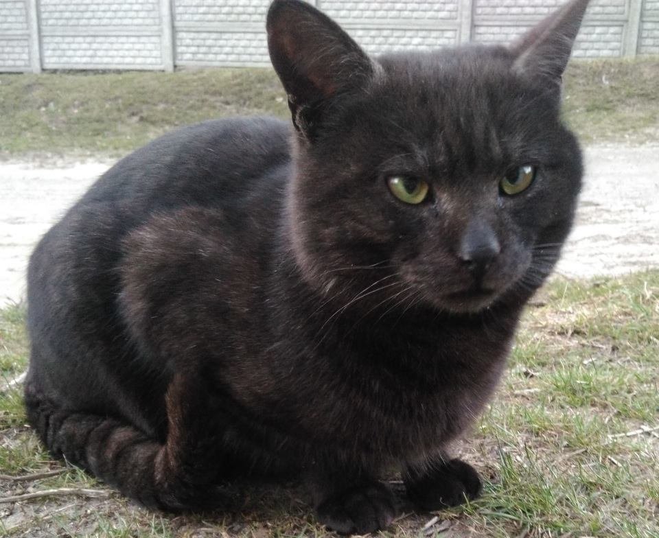 Но белый внутри Но белый внутри