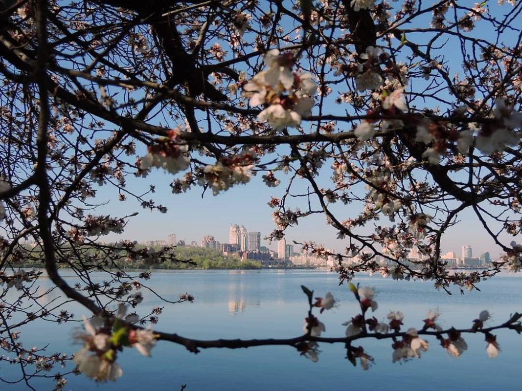 Цветущий Днепр. Фото: fotoroksi1419 Цветущий Днепр. Фото: fotoroksi1419