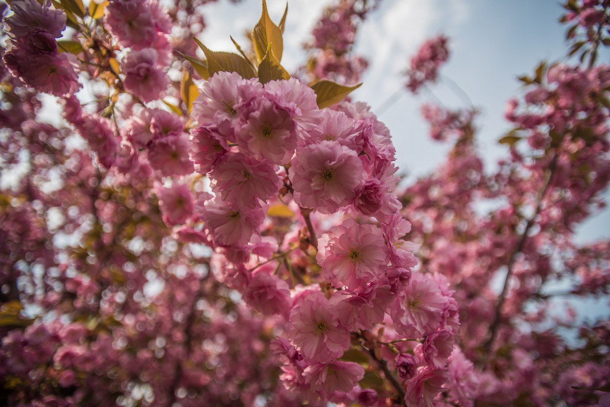 В Днепре зацвели сакуры