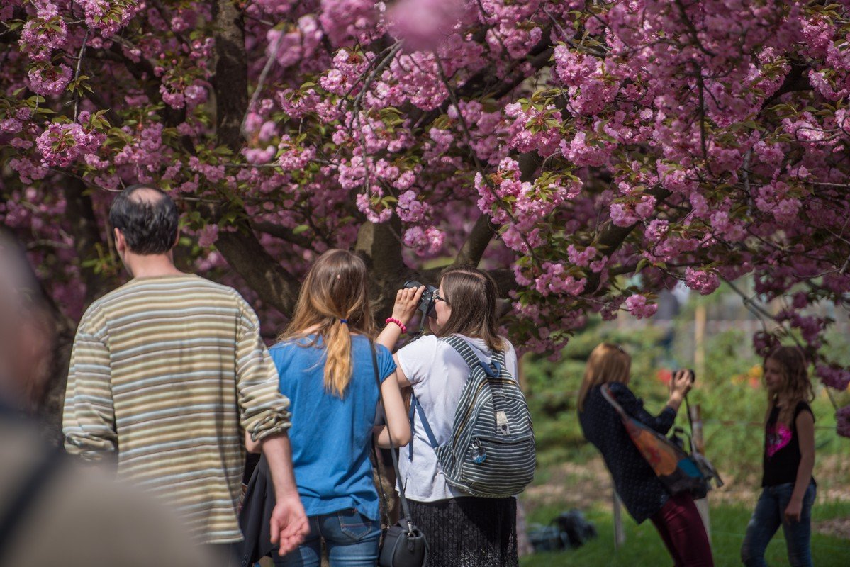 Розовые бутоны радуют горожан