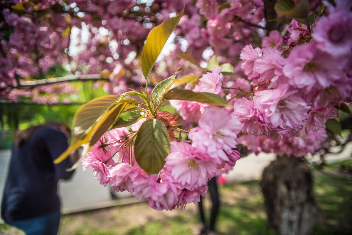 Солнце пробивается сквозь ветви