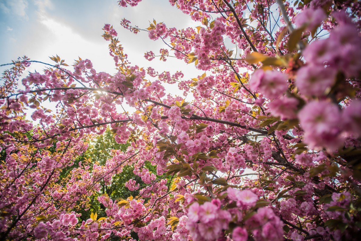 Недаром весна вдохновляет художников