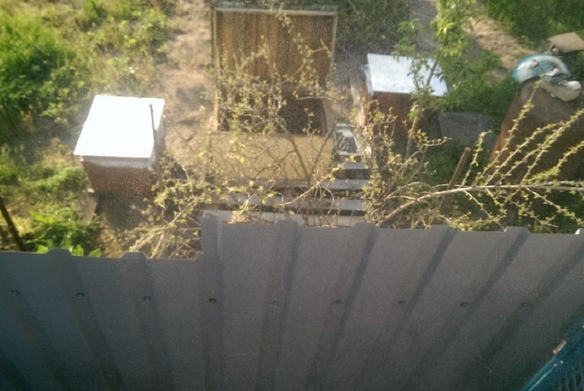 Люди не могут выйти на улицу из-за пчел Люди не могут выйти на улицу из-за пчел