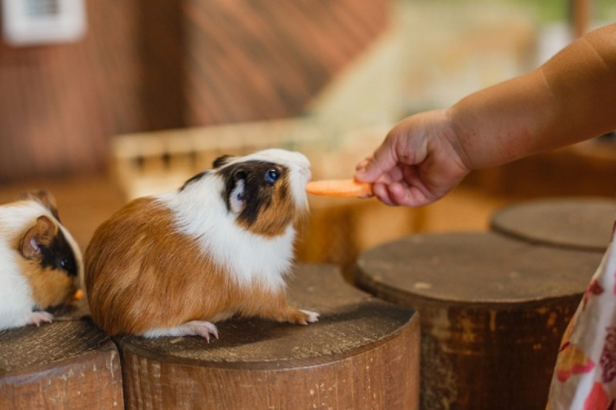 Трогательный зоопарк в Днепре 