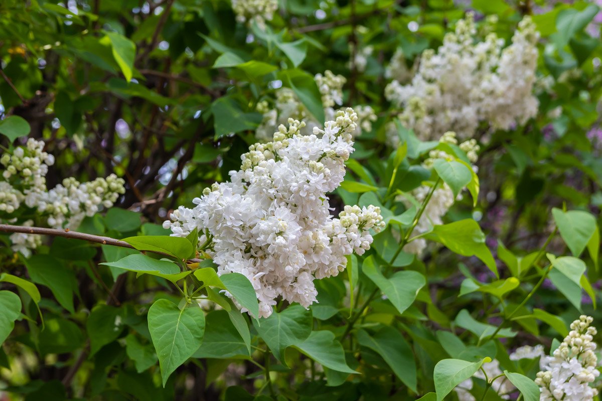 Цветам погода не помеха Цветам погода не помеха