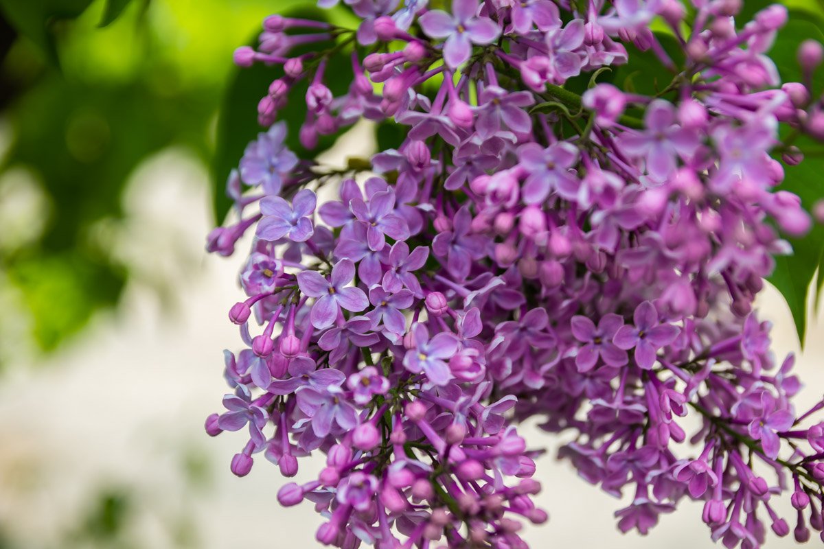 Ищите счастливый цветочек Ищите счастливый цветочек