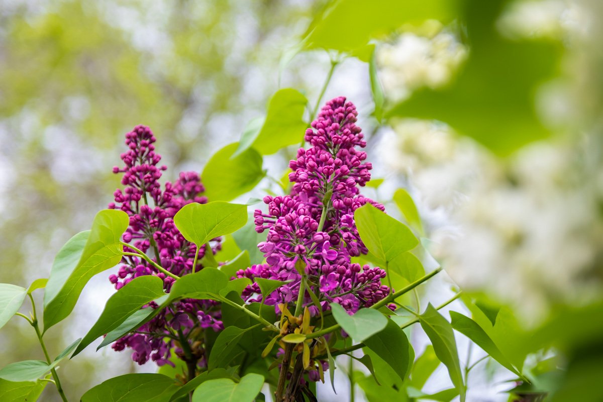 Аромат окутал город Аромат окутал город