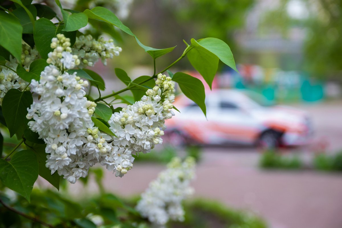 Впустите весну в свое сердце Впустите весну в свое сердце