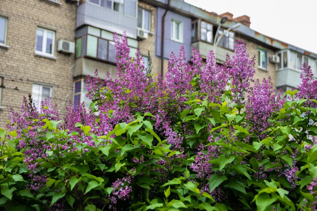 Пускай май принесет вам новые эмоции Пускай май принесет вам новые эмоции