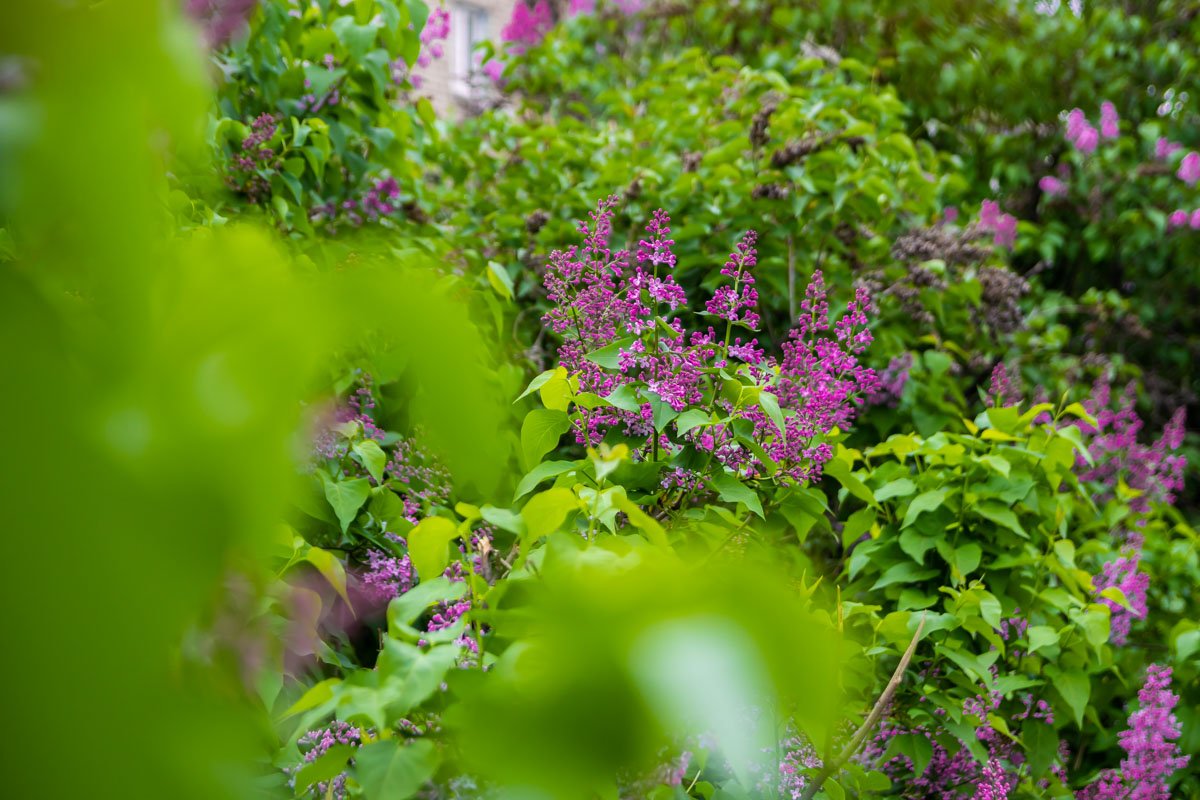 Еще чуть-чуть и зацветут буйным цветом Еще чуть-чуть и зацветут буйным цветом