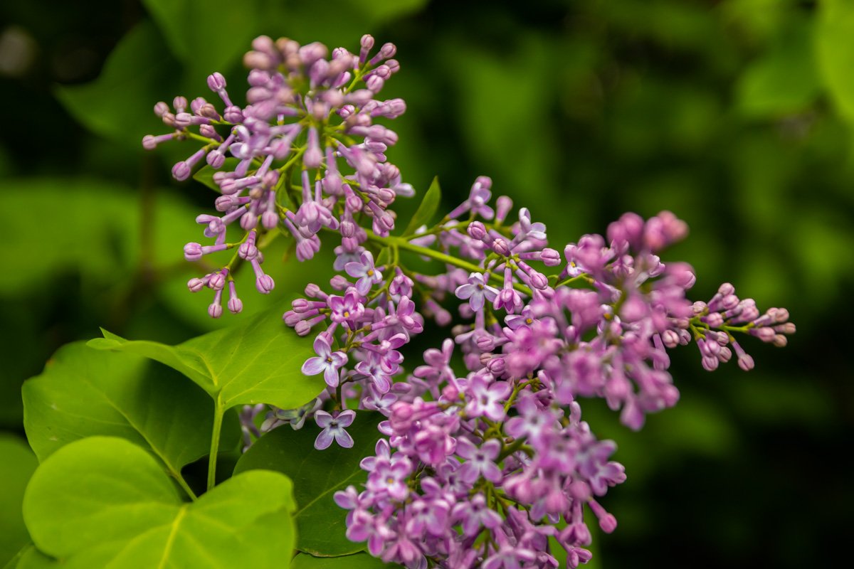 Счастье рядом Счастье рядом