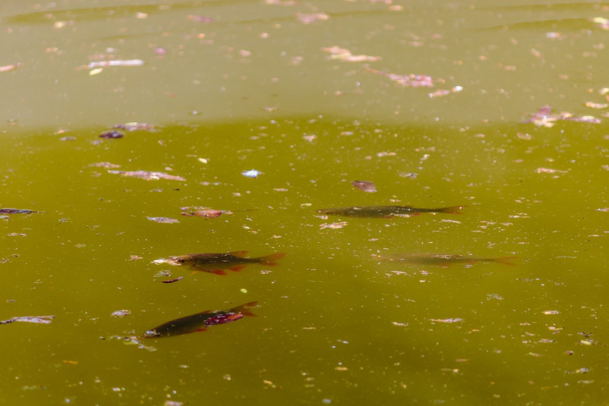 В озере появилось много рыбок В озере появилось много рыбок