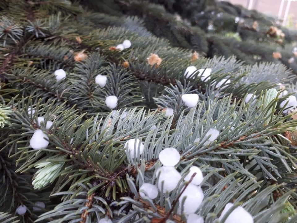 Ледяной горох