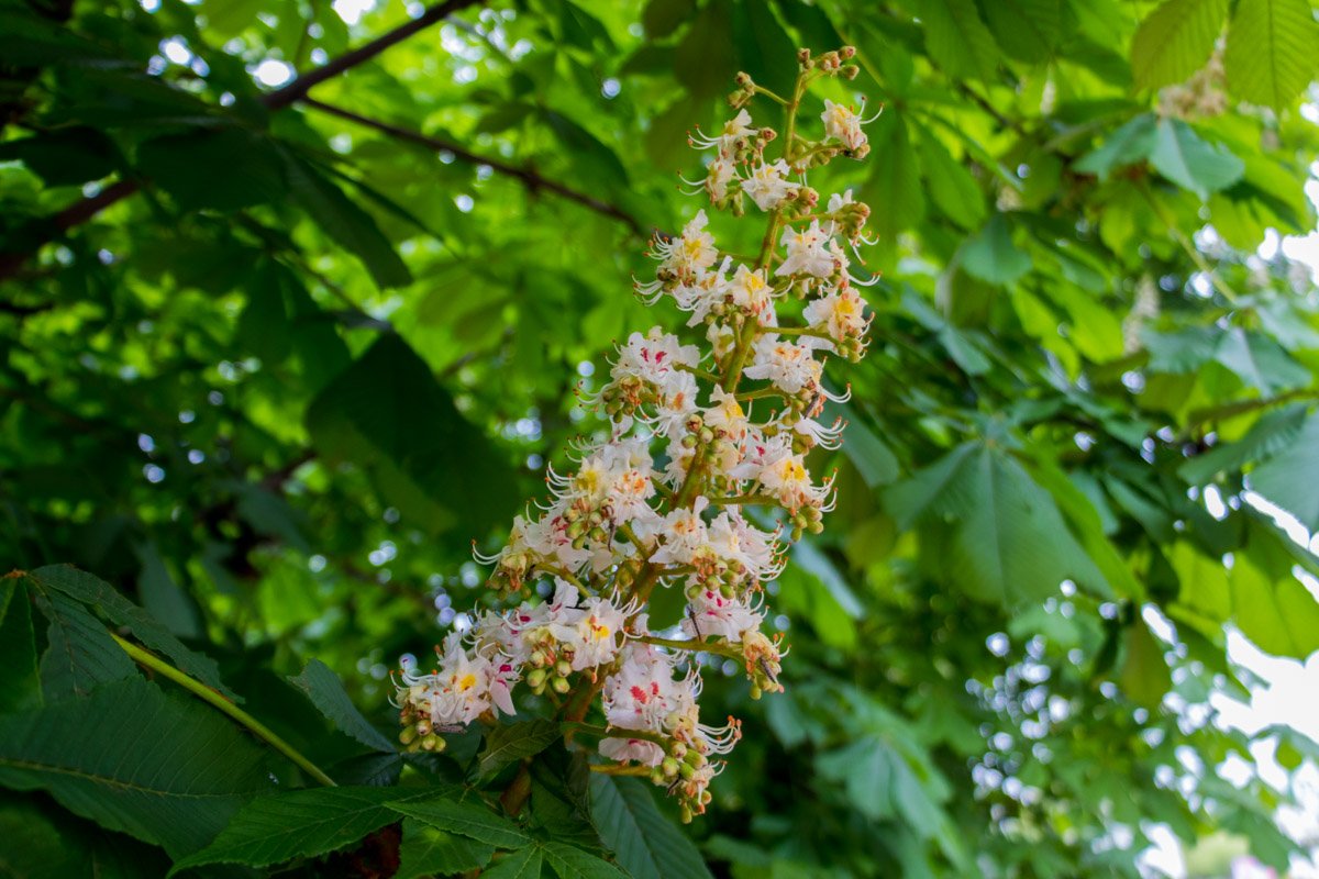Весна пробирается сквозь ветер Весна пробирается сквозь ветер