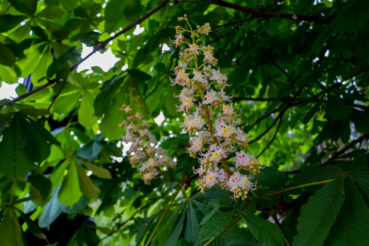 Чувствуете аромат? Чувствуете аромат?