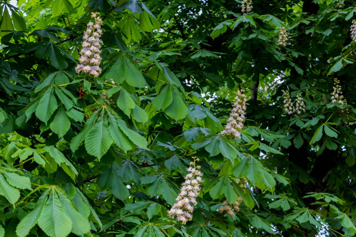 Эта весна для вас Эта весна для вас