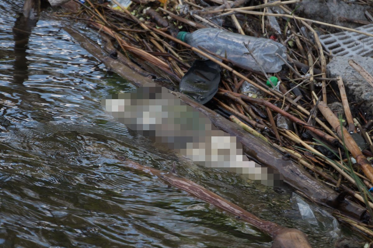 Труп кота нашла женщина с ребенком