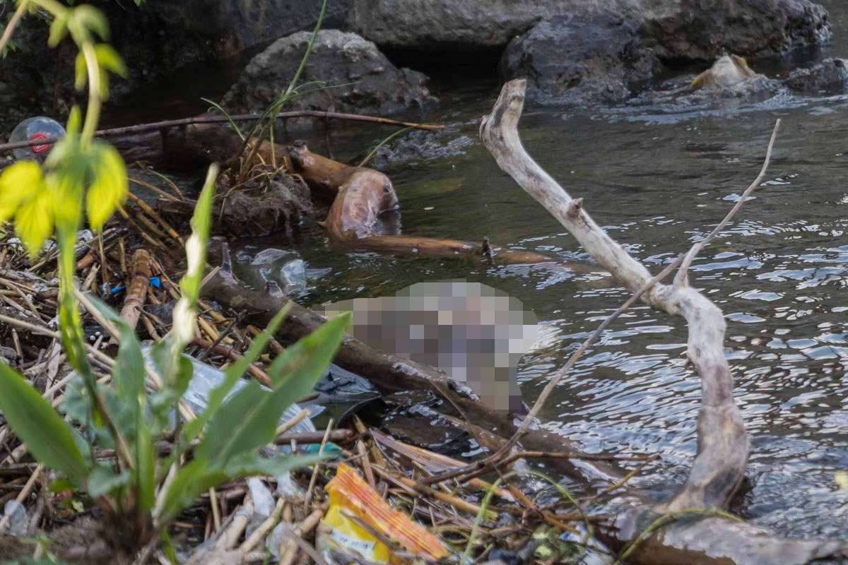 Как именно попало животное в воду неизвестно