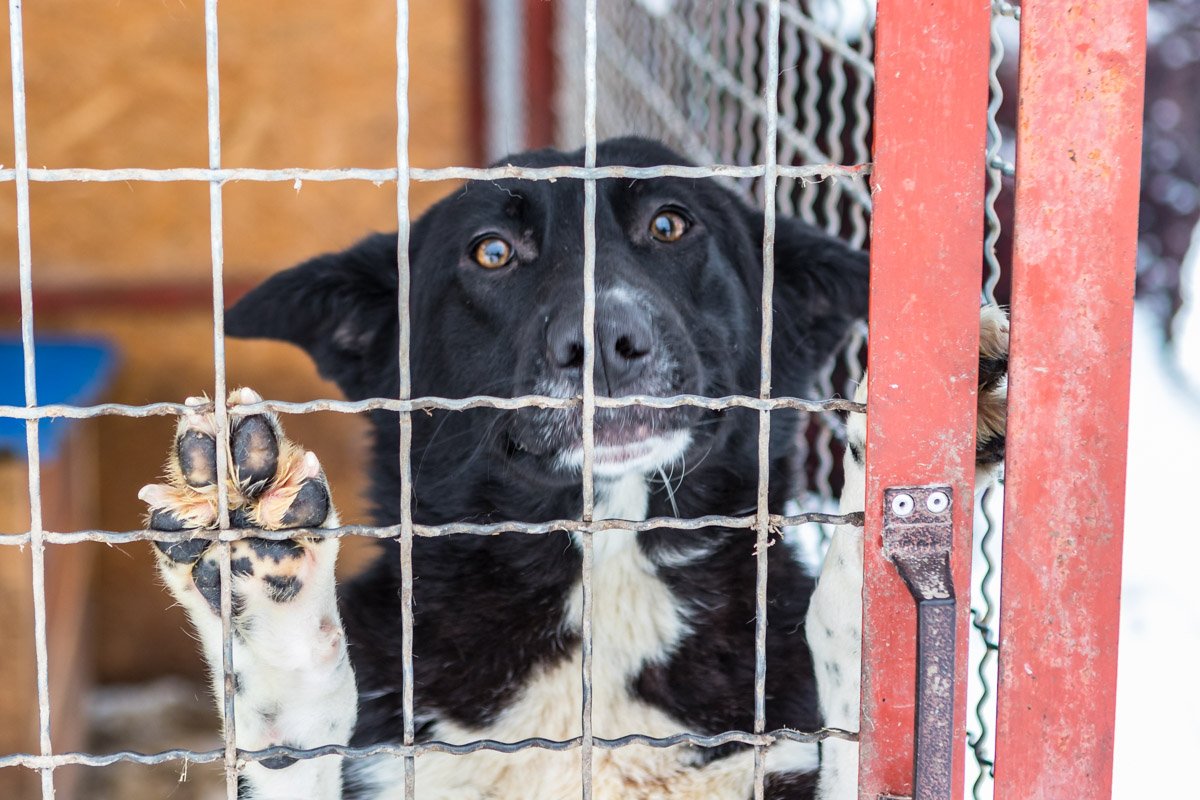 Возьмите малышку в приюте Возьмите малышку в приюте