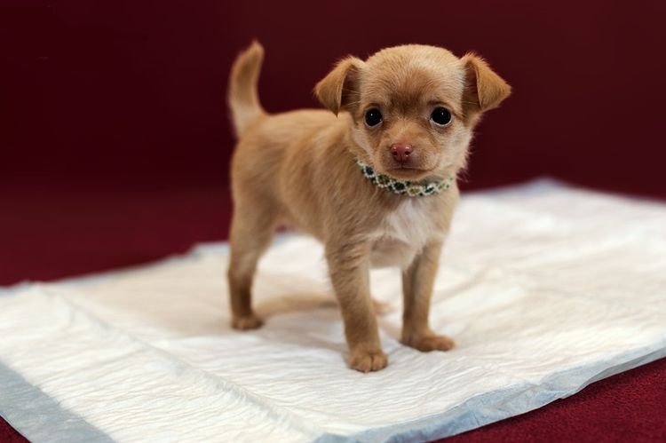 Туалет Туалет