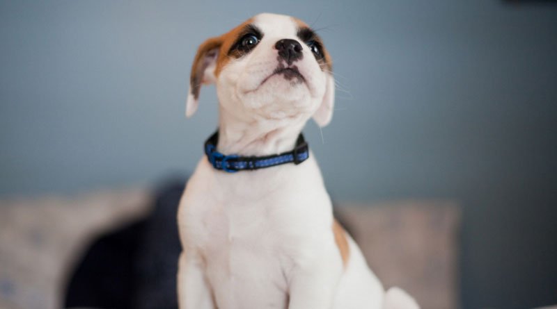 Ошейник, поводок Ошейник, поводок