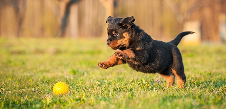 Игрушки Игрушки