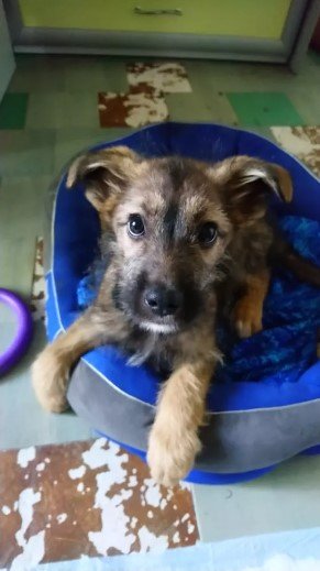 Щенуля ищет дом