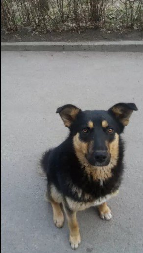 Верная Айра