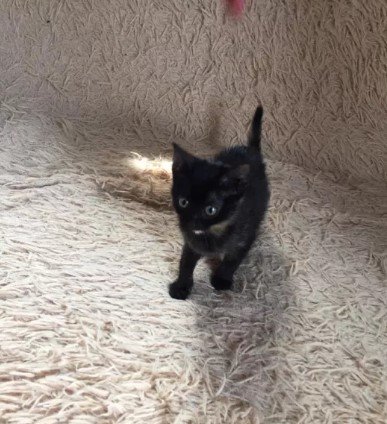 Ждет своего хозяина