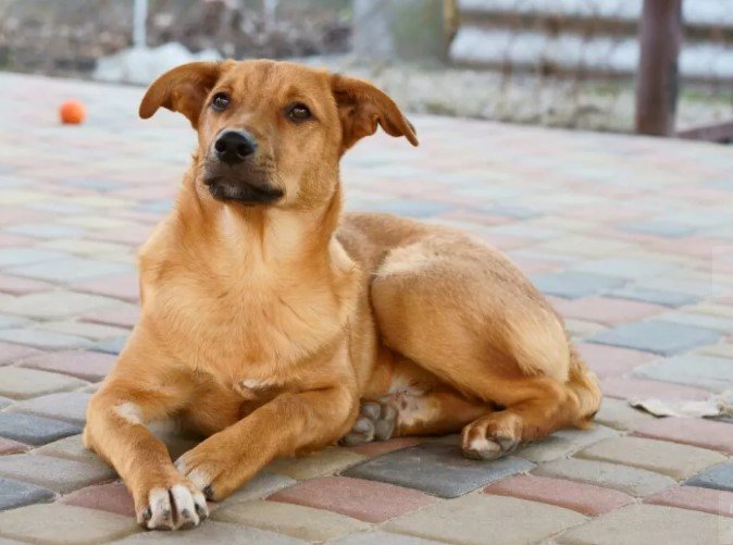 Солнечный собуль